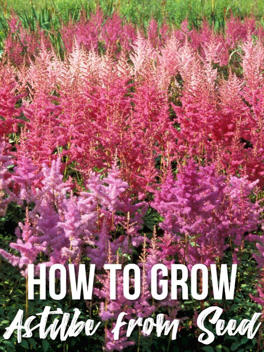 How to Grow Astilbe from Seed