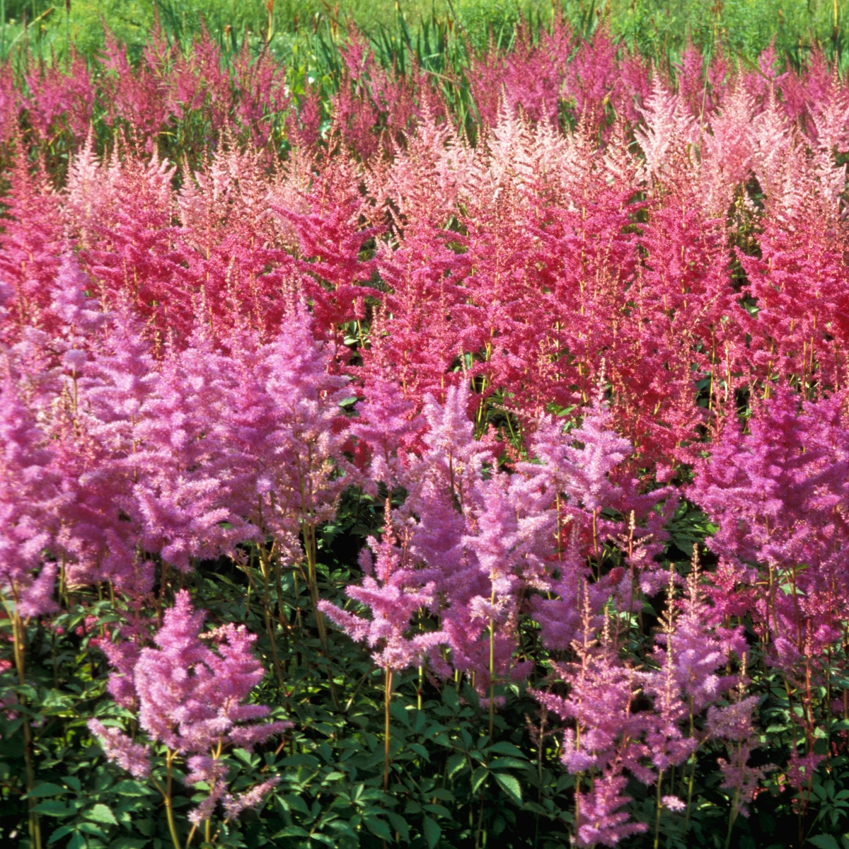 various shades of pink astilbe growing in a field