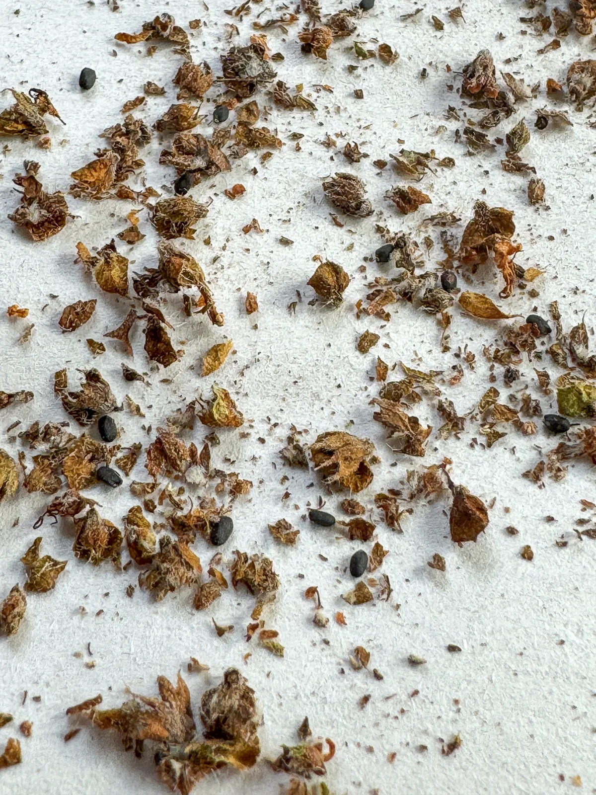 basil seeds scattered among chaff on a piece of paper