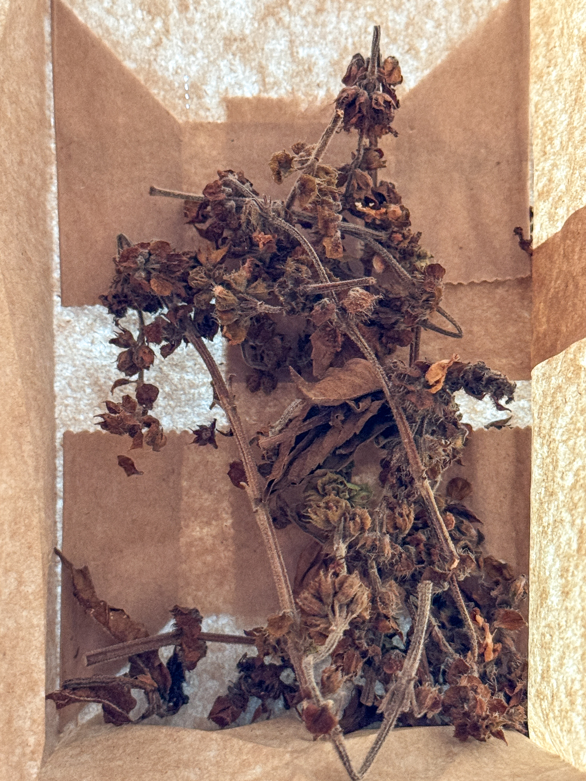 basil seed pod stems drying in a paper bag
