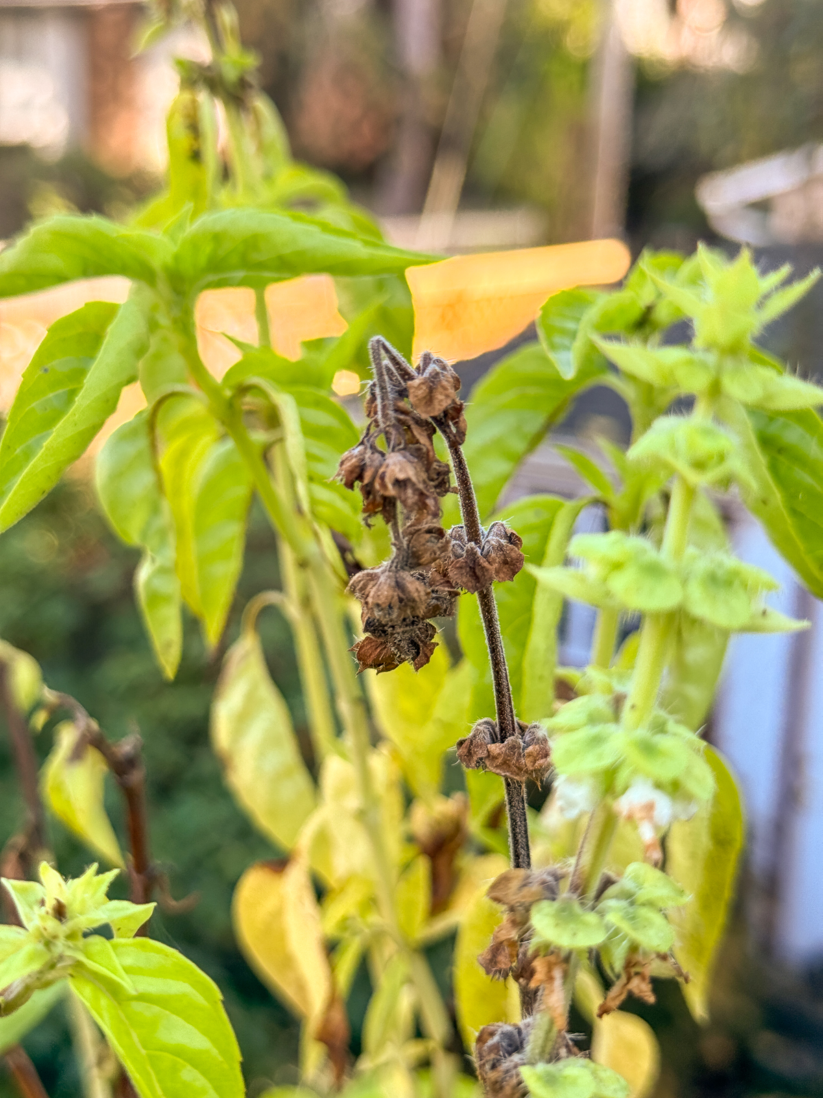 basil seed pods ready for harvest