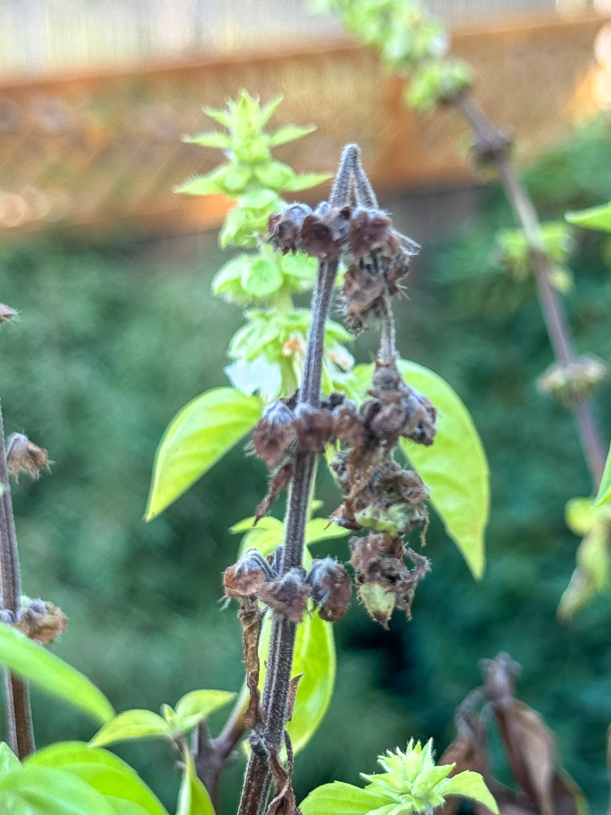 dried, brown basil seed pods