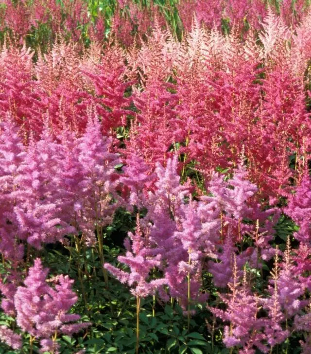 various shades of pink astilbe growing in a field