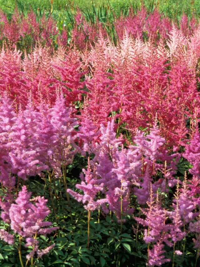 HOW TO GROW ASTILBE FROM SEED