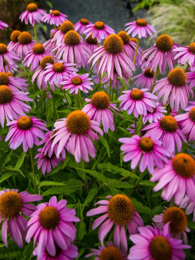 HOW TO WINTER SOW ECHINACEA SEEDS