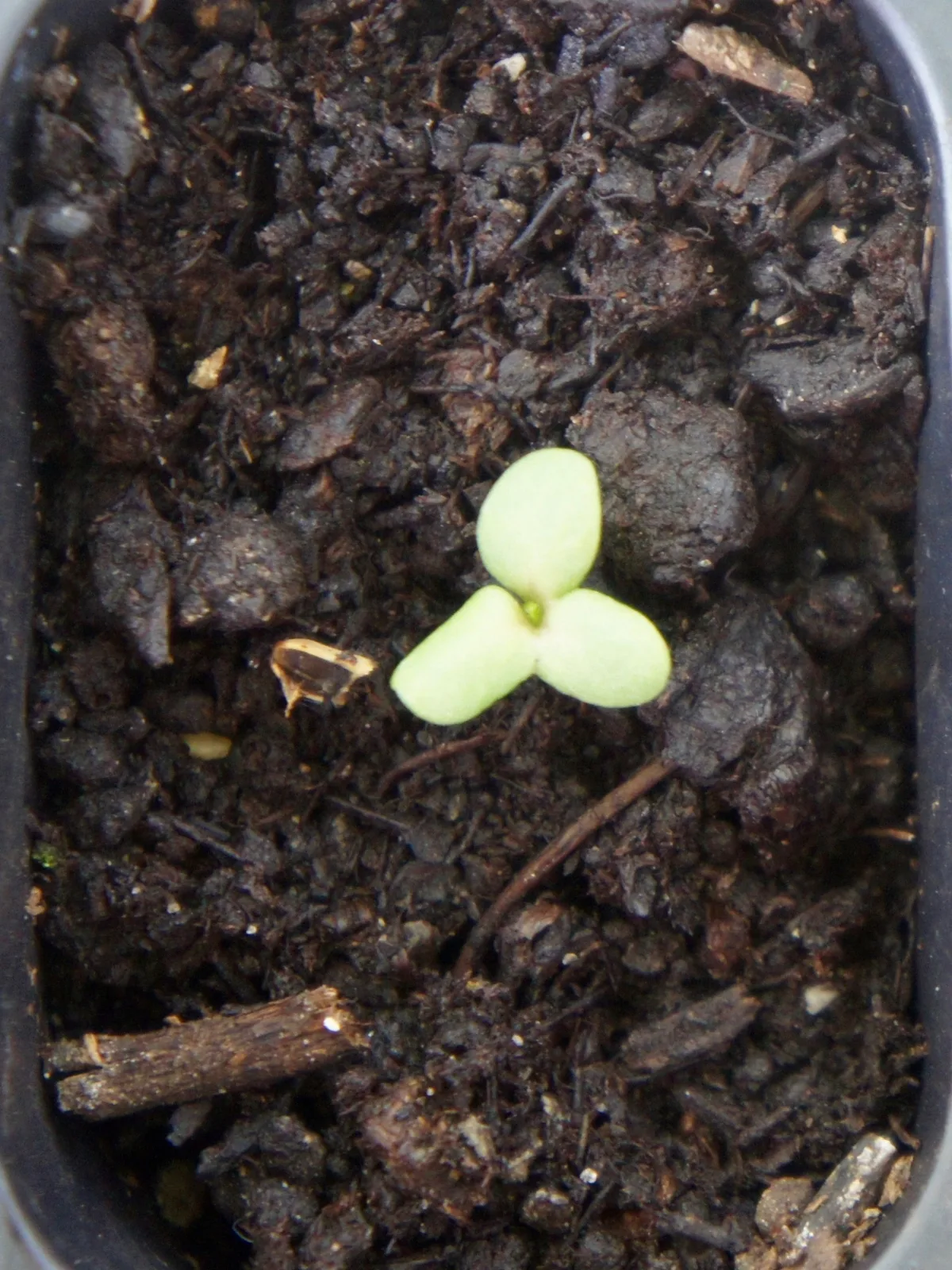 echinacea seedling