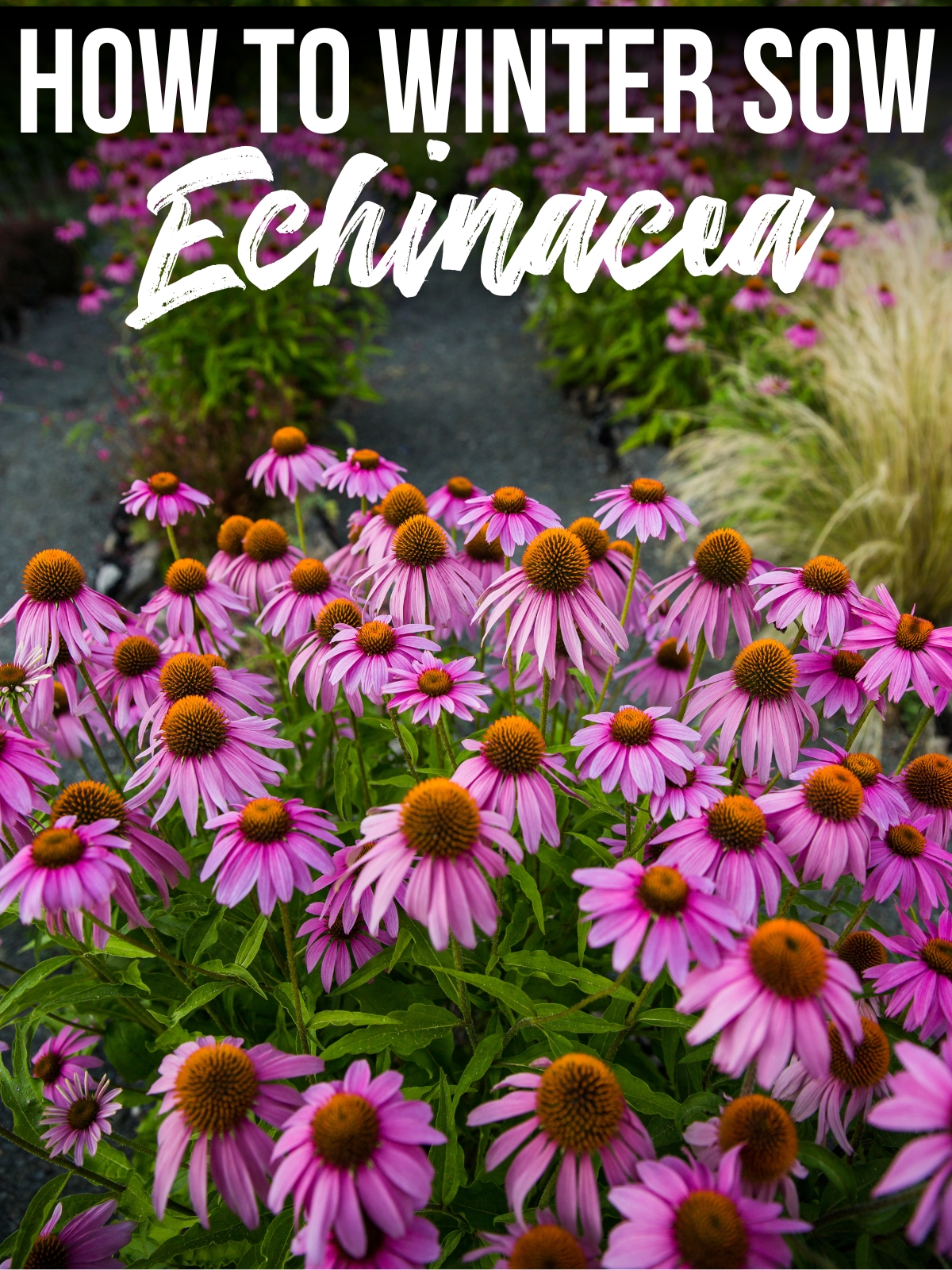 How to Winter Sow Echinacea