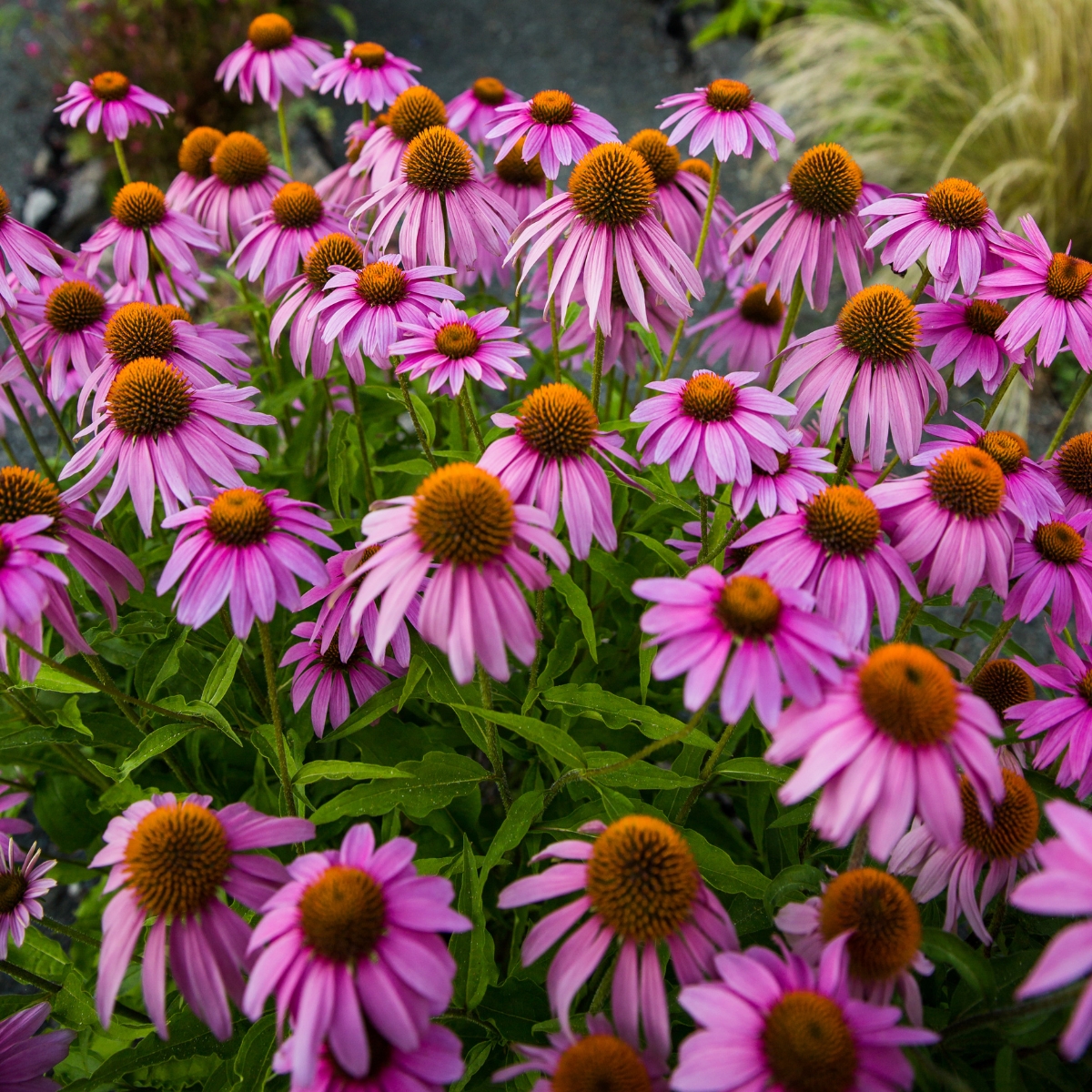 How to Winter Sow Echinacea Seeds - growhappierplants.com