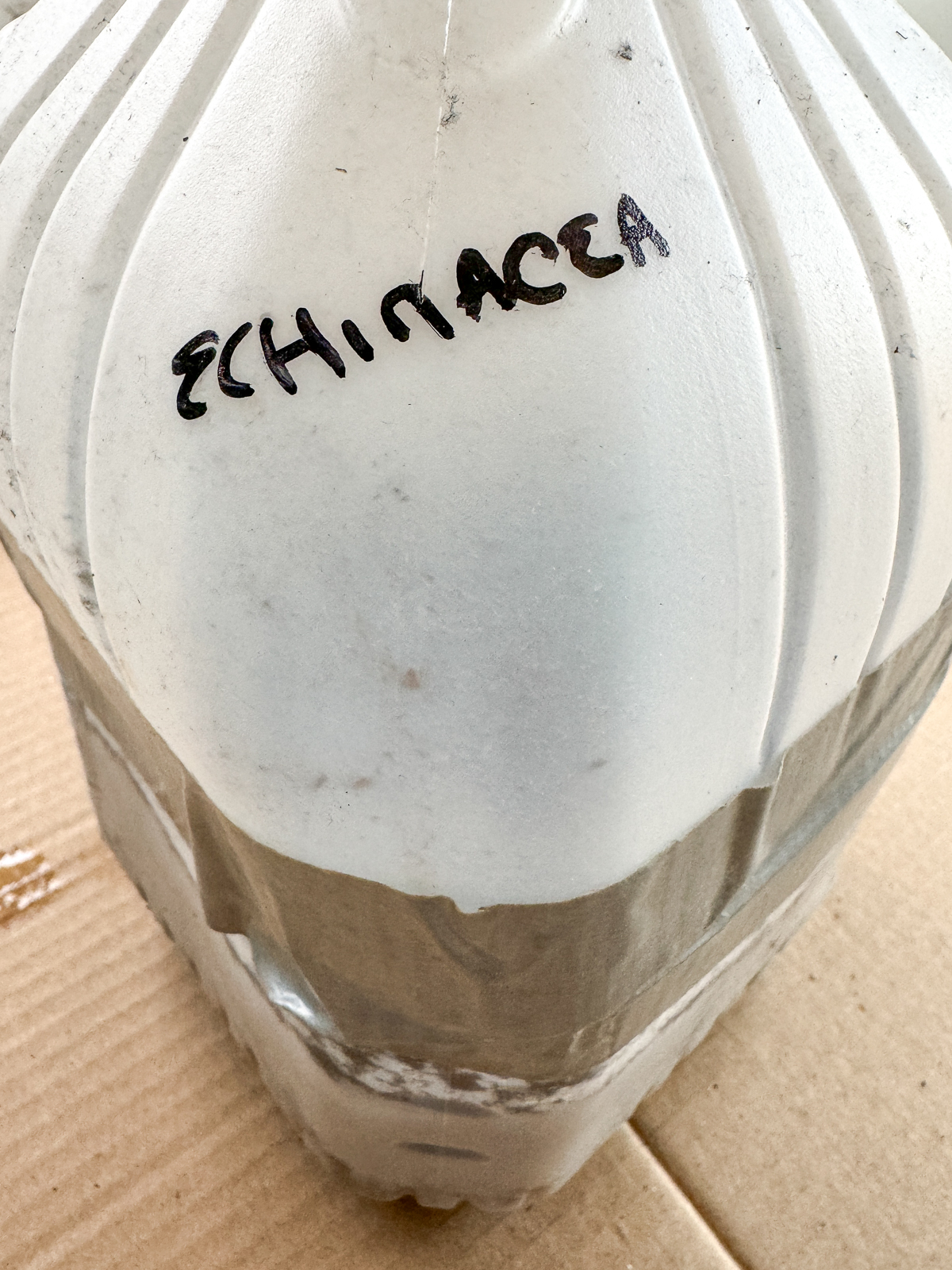 winter sowing echinacea in milk jugs
