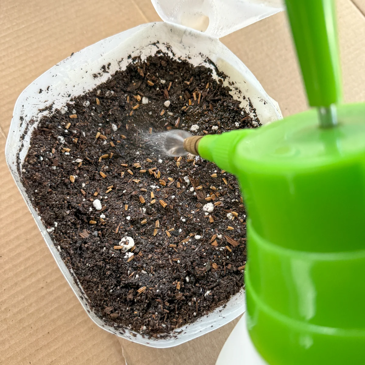 watering echinacea seeds in milk jug