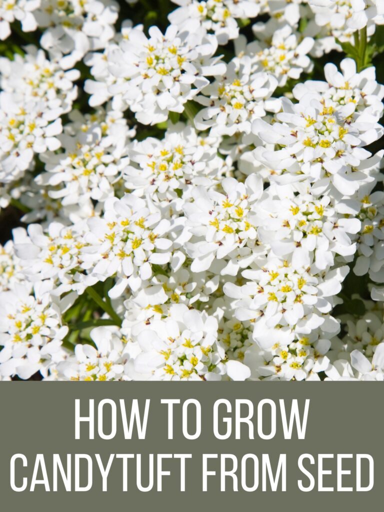 Spectacular Candytuft Seeds Scene Concept Spectacular Candytuft Seeds Scene Concept