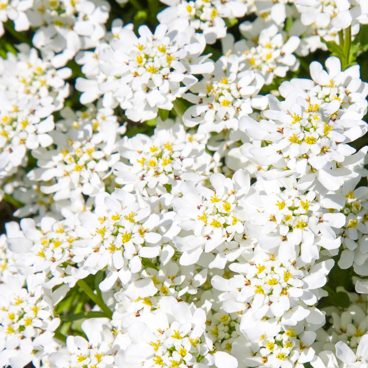 growing candytuft from seed