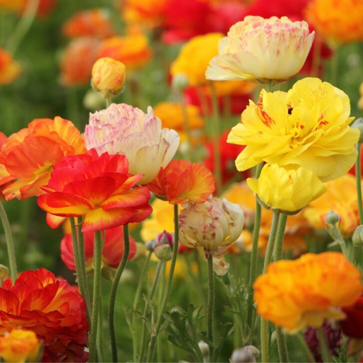 yellow, red and orange ranunculus